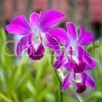 Beautiful purple orchid flowers in the garden.