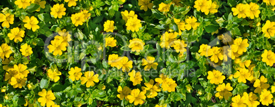 Beautiful background of bright garden flowers. Wide photo.