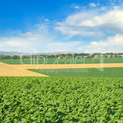 Green field and blue sky with light clouds.