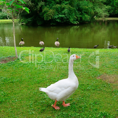 White goose on a green lawn.