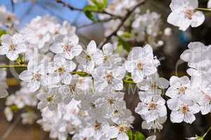 Spring flowers. Beautifully blossoming tree branch.