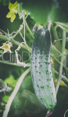 In the greenhouse grows a young cucumber.