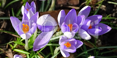 violetter Krokus im Frühling