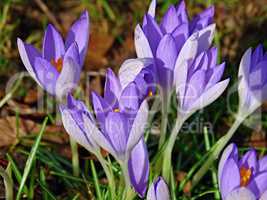 Krokus im Frühling