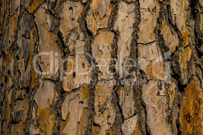 Tree bark texture background, closeup.