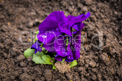 Lonely little violet flower with water drops, after rain.