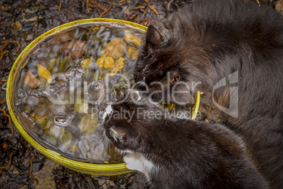 Two cats drink from bowl with leaves, top view.