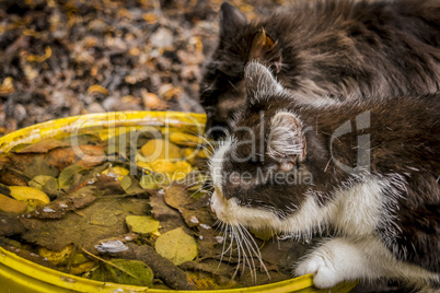 Two cats drink from bowl with leaves, side view.