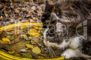 Two cats drink from bowl with leaves, side view.