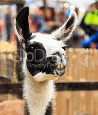 Llama smiling portrait.