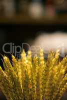 design bouquet of dried flowers in interior, clouseup