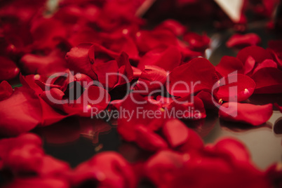 Background of beautiful red rose petals in dark