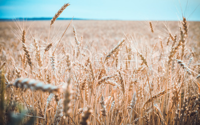 Field of ripe wheat