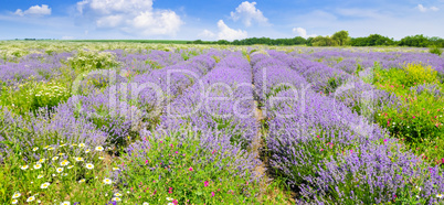Blooming lavender in a field on a background of blue sky. Shallo