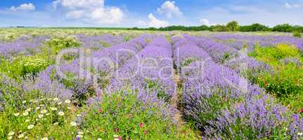 Blooming lavender in a field on a background of blue sky. Shallo