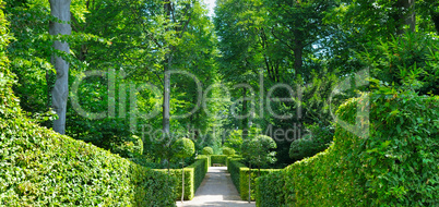 Summer park with hedges and alleys. Cozy garden for hiking.