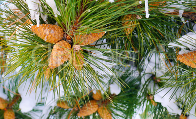 Winter background with pine cones.