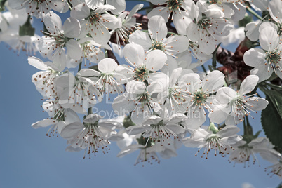 Branch of blossoming cherry against the blue sky.