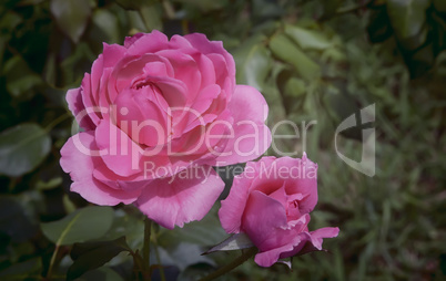 Beautiful blossoming rose against the green of the leaves