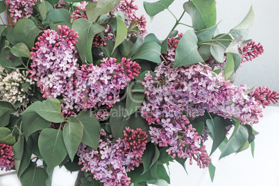 Branch of lilac with beautiful colors.