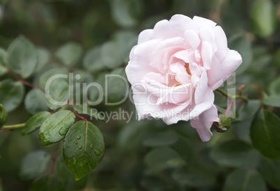 Beautiful blossoming rose against the green of the leaves