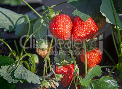 Strawberry ripe berries in the garden .