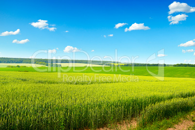 Spring wheat field and clear blue sky with small clouds.