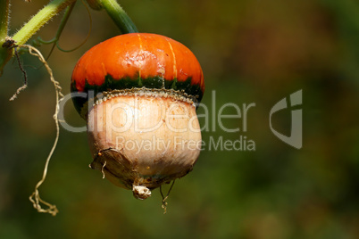 Orange pumpkin on the stem. Ripe vegetable.