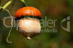 Orange pumpkin on the stem. Ripe vegetable.