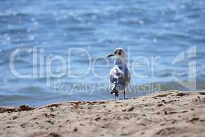 Seagull standing on the sand on the sea background.