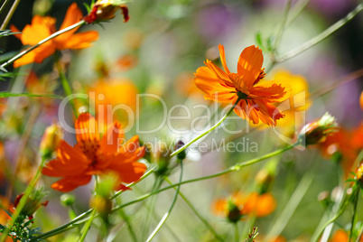 Bright orange flowers violets on the summer flowerbed.