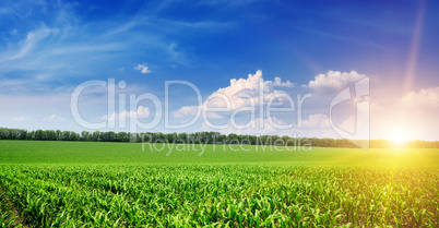 Beautiful sunrise on green cornfield