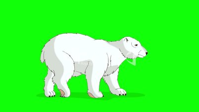 Polar Bear 2 Walks  Chroma