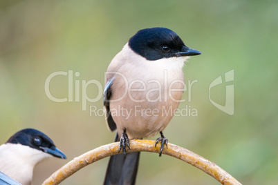 Cyanopica cyanus