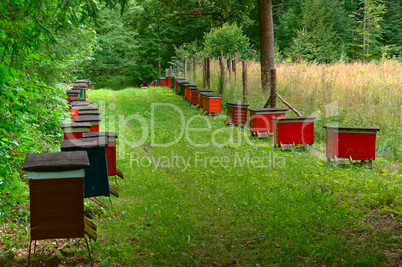 bee apiary in the forest, the houses of bees honey bee farm nature forest