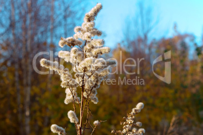 the head of the fluffy grass, tender plant in the backlight