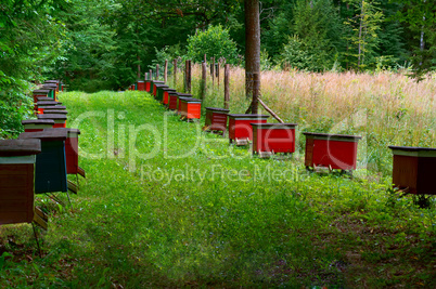 bee apiary in the forest, the houses of bees honey bee farm nature forest