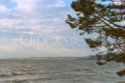 the coastline, pine trees on the waterfront, sandy soil and dry grass on the coast