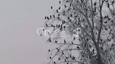 Lot Cormorant birds (Microcarbo niger) resting on dry tree