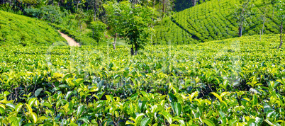 Tea plantation in up country near Nuwara Eliya, Sri Lanka. Wide