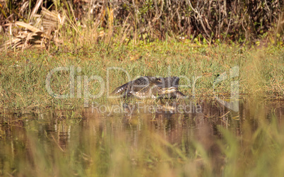 American alligator Alligator mississippiensis