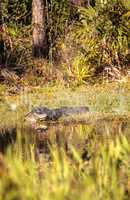 American alligator Alligator mississippiensis