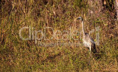 American bittern Botaurus lentiginosus bird