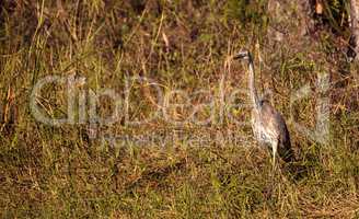 American bittern Botaurus lentiginosus bird