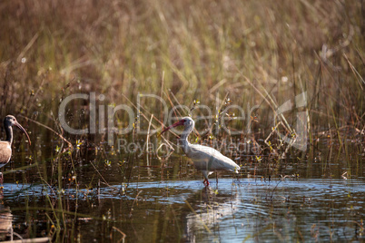 American White ibis Eudocimus albus bird