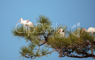 American White ibis Eudocimus albus bird