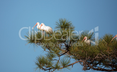 American White ibis Eudocimus albus bird