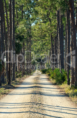 Tree-lined wooded road headed into a marsh