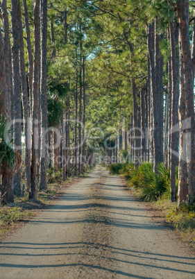 Tree-lined wooded road headed into a marsh