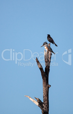 Belted Kingfisher Megaceryle alcyon perches high up in a tree